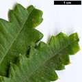 SpeciesSub: var. praemorsa